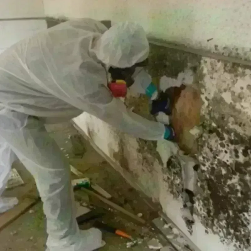 Mold Remediation and Removal in Lumpkin, GA